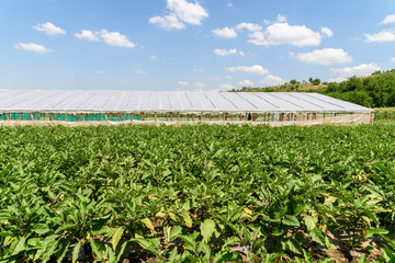 Fresh Organic Aubergine Plants On Agricultural Field