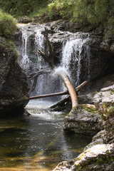 Das frische, klare Wasser eines Wasserfalls fällt auf einen Baum - eine Urwaldszenerie 