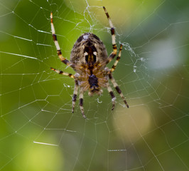 Garden Spider (araneus diadematus)