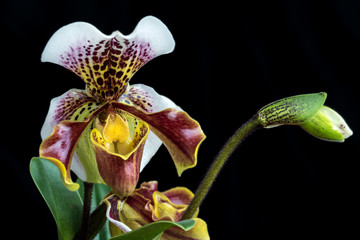 Frauenschuh Orchidee