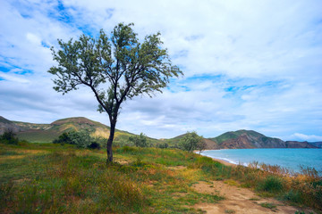 Fototapeta na wymiar Tree on the beach,Quiet Bay in Crimea.