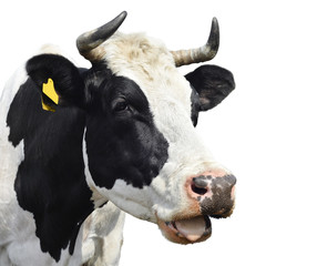 Cow/Cow isolated on white © esvetleishaya