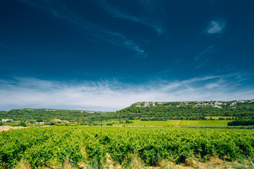 Fototapeta na wymiar Vineyard of the South of France. Sunny summer day. Copy space on
