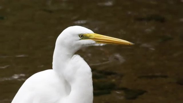 Closeup of white egret looking bird in rio, Brazil.