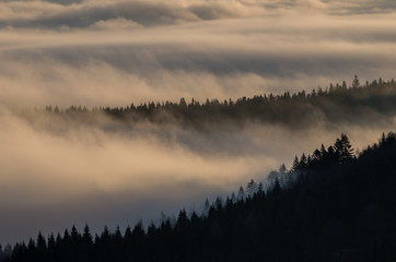 Carpathian mountains. Trees in the clouds, seen from Wysoka mountain in Pieniny, Poland