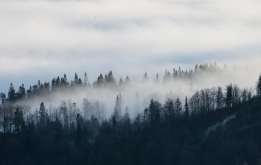 Karpaten. Bäume in den Wolken, gesehen vom Berg Wysoka in Pieniny, Polen