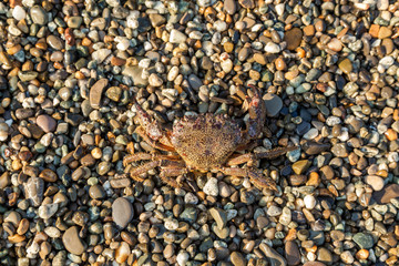 The brown crab
