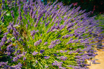 Obraz premium Lavender Flowers in Provence, France. Summer season