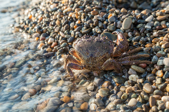The brown crab