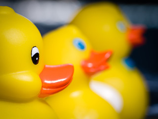 Three yellow rubber ducks