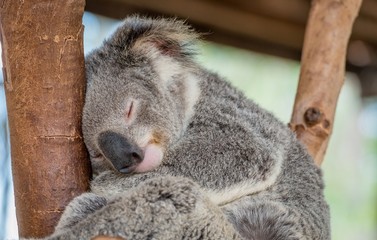 Ours Koala endormi dans l& 39 arbre