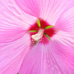 Beautiful delicate pink hibiscus flower