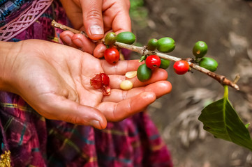 Ripening coffee beans
