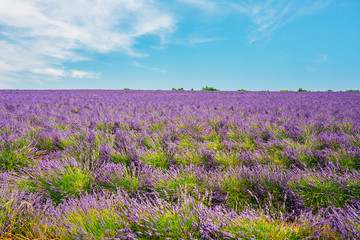 Obraz na płótnie Canvas Blooming Bright Purple Lavender Flowers Field in Provence, Franc