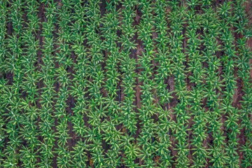 Banana plantation, Cairns, Australia