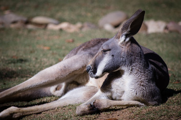 Big kangaroo lying on the floor