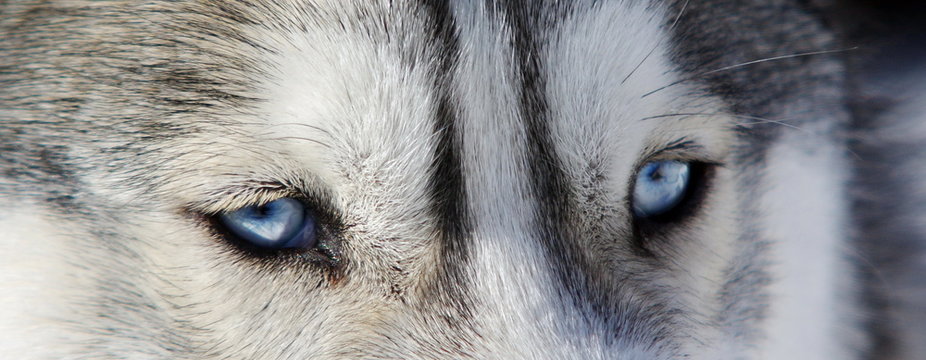 7 495 Best Loup Images Stock Photos Vectors Adobe Stock