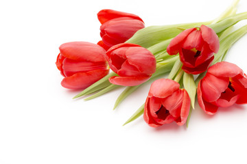 Tulips on the white background.
