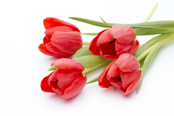 Tulips on the white background.