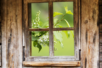 Old wooden window frame, spring, flowering trees.