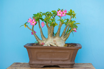 Adenium or desert rose in flower pot
