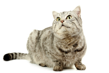 Beautiful cat isolated on a white