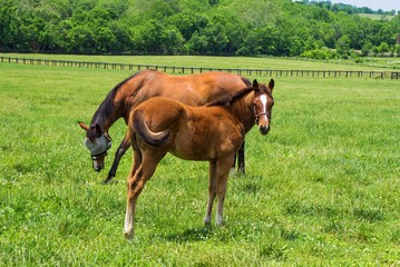 Kentucky Thoroughbreds. Thoroughbred mare and foal grazing in a Kentucky bluegrass pasture. Kentucky is world renowned for it's spectacular thoroughbred horses.