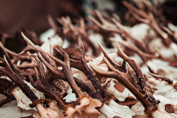 Deer horns