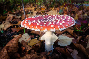 Red Mushroom