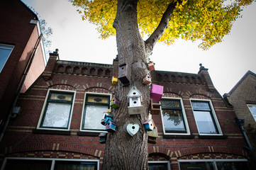 Bird houses on a tree