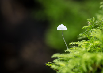 Emerging Parasol Fungi
