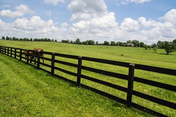 Kentucky Bluegrass Country. Pastoral landscape framed by wood fences and famous Kentucky thoroughbreds.