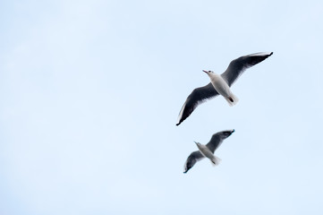 Seagull flying