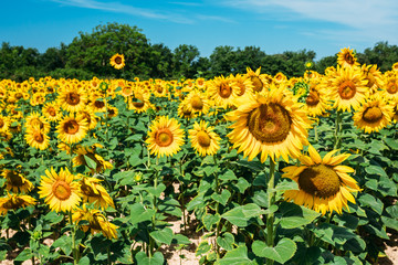 Obraz premium Bright yellow bloomng sunflowers field in sunny summer day