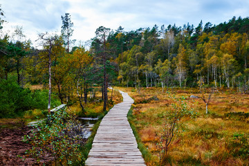 pahway made of wood planks through a wetland with yellow grass vegetation