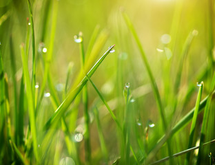 Macro of dew