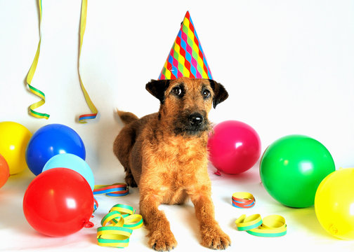 s&uuml;&szlig;er Hund mit lustigem Hut und bunten Luftballons