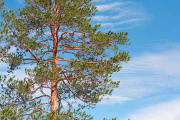 northern landscape, autumn