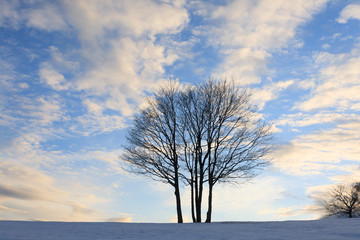 Isolated tree over blue sky. Winter panorama