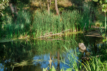 river among the trees