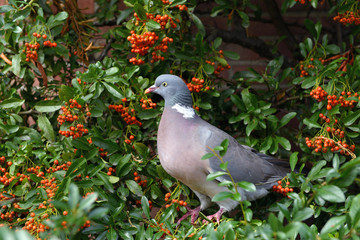 Gołąb Grzywacz  (Columba palumbus) + Ognik szkarłatny (Pyracantha coccinea M.Roem) w Utrechcie - Holandia © jaworex
