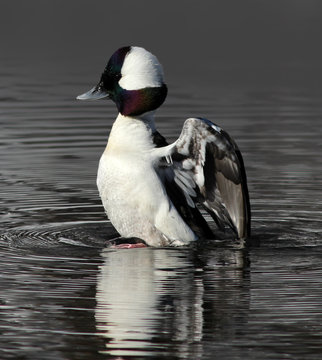 Bufflehead Duck Raising out of the Water
