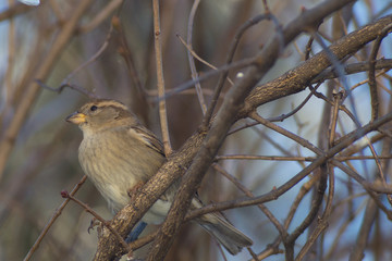 Cinciallegra, cinciarella, pettirosso, codirosso, passero mangia pallina grasso mangiatoia. Mangiatoia per uccelli, birdgardening
