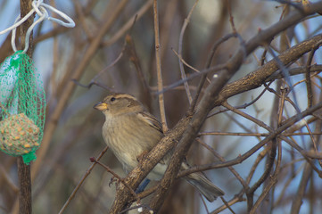 Cinciallegra, cinciarella, pettirosso, codirosso, passero mangia pallina grasso mangiatoia. Mangiatoia per uccelli, birdgardening