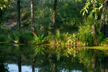Obraz premium river among the trees