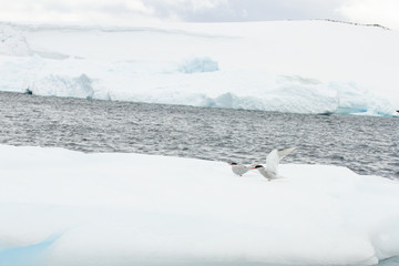 Antarctic terns