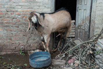 A goat urinating on a floor