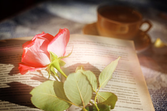 Pink Rose and Book  on table in sunlight, soft focus. Valentines