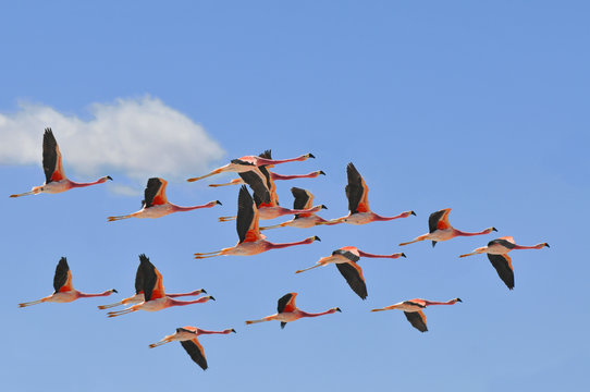 Fototapeta Stado flamingów andyjskich w locie