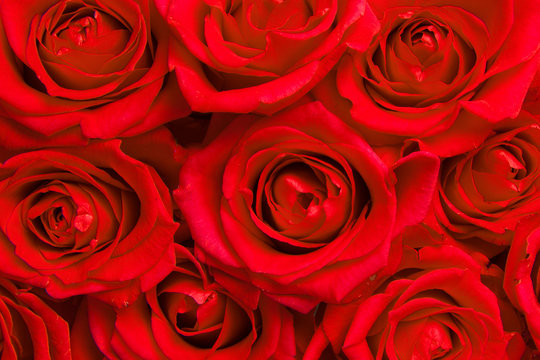 Red roses blooming seen from above filling the image